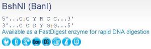 FERMER1001 - ENZYME BSHNI 2000 UNITS