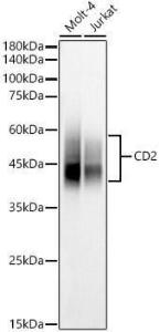 Western blot analysis of various lysates, using Anti-CD2 Antibody (A9731) at 1:1000 dilution