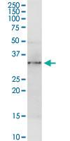 Anti-ANXA4 Rabbit Polyclonal Antibody