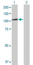 Anti-MTHFD1 Rabbit Polyclonal Antibody