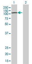 Anti-RASA3 Mouse Polyclonal Antibody