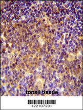 Anti-BLOC1S5 Rabbit Polyclonal Antibody (Biotin)