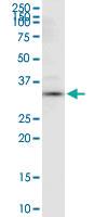 Anti-ANXA4 Rabbit Polyclonal Antibody