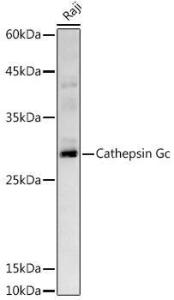 Anti-Cathepsin G Rabbit Polyclonal Antibody