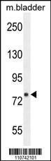 Anti-FBXL10b Rabbit Polyclonal Antibody (FITC (Fluorescein Isothiocyanate))