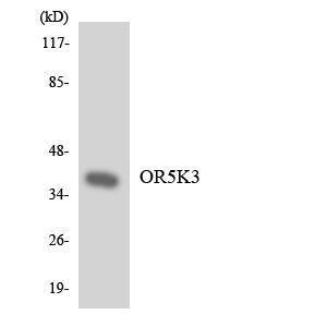 Western blot analysis of the lysates from HepG2 cells using Anti-OR5K3 Antibody