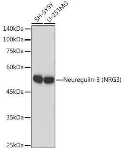 Anti-NRG3 Rabbit Monoclonal Antibody [clone: ARC2289]