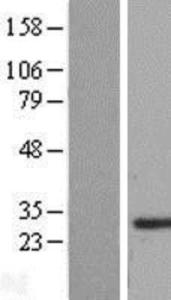 Anti-HIST3H3 Rabbit Polyclonal Antibody