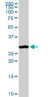 Anti-ANXA4 Rabbit Polyclonal Antibody