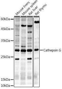 Anti-Cathepsin G Rabbit Polyclonal Antibody