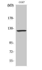 Western blot analysis of various cells using Anti-RANBP6 Antibody