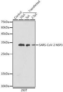 Western blot analysis of extracts of normal 293T cells 293T transfected with NSP3 Protein, using Anti-SARS-CoV-2 NSP3 Antibody (A305389) at 1:5,000 dilution. The secondary antibody was Goat Anti-Rabbit IgG H&L Antibody (HRP) at 1:10,000 dilution.