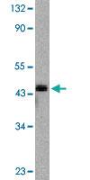 Anti-CASP9 Rabbit Polyclonal Antibody