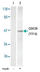 Anti-GSK3B Rabbit Polyclonal Antibody