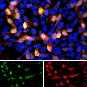 Anti-GFP antibody