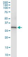 Anti-ANXA4 Rabbit Polyclonal Antibody