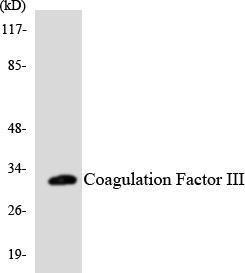 Western blot analysis of the lysates from HT 29 cells using Anti-Coagulation Factor III Antibody