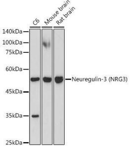 Anti-NRG3 Rabbit Monoclonal Antibody [clone: ARC2289]