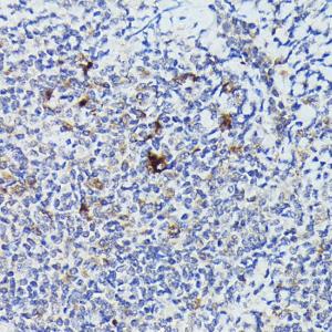 Anti-Cathepsin G Rabbit Polyclonal Antibody