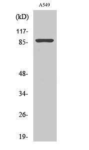 Western blot analysis of HT29 cells using Anti-NBN Antibody