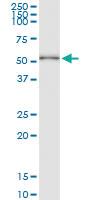 Anti-HDAC3 Polyclonal Antibody Pair