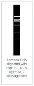 FERMER0121 - ENZYME BSP119I 2500 UNITS