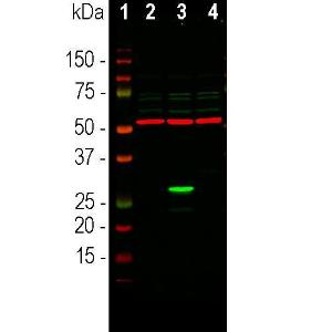 Anti-GFP antibody