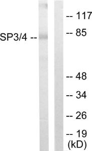 Antibody anti-SP3 SP4 100 µg