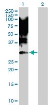 Anti-XBP1 Rabbit Polyclonal Antibody