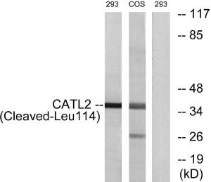 Western blot analysis of lysates from 293 and COS cells, treated with etoposide 25uM 1h using Anti-CATL2 (cleaved Leu114) Antibody The right hand lane represents a negative control, where the antibody is blocked by the immunising peptide