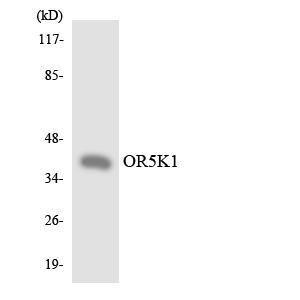 Western blot analysis of the lysates from HeLa cells using Anti-OR5K1 Antibody