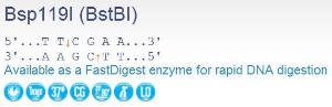 FERMER0121 - ENZYME BSP119I 2500 UNITS