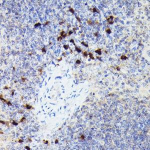 Anti-Cathepsin G Rabbit Polyclonal Antibody