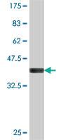 Anti-DENND4A Mouse Polyclonal Antibody