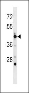 Anti-POLD3 Rabbit Polyclonal Antibody (PE (Phycoerythrin))