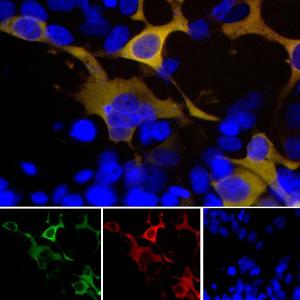 Antibody anti-GFP 100 µl A85300-100 100 µl