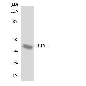 Western blot analysis of the lysates from RAW264.7 cells using Anti-OR5I1 Antibody