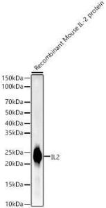 Western blot analysis of Recombinant Mouse IL-2 protein, using Anti-IL-2 Antibody [ARC55614] (A305391) at 1:2,000 dilution. The secondary Antibody was Goat Anti-Rabbit IgG H&L Antibody (HRP) at 1:10000 dilution. Lysates/proteins were present at 25 µg per lane