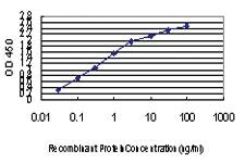 Anti-TRIM33 Mouse Monoclonal Antibody [clone: 6D1]