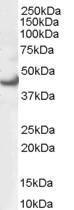 Anti-ERK1 Goat Polyclonal Antibody