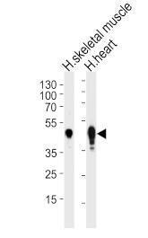 Anti-CKMT2 Rabbit polyclonal antibody