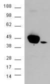 Anti-ERK1 Goat Polyclonal Antibody