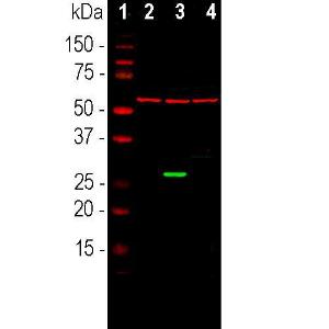 Antibody anti-GFP 100 µl A85300-100 100 µl