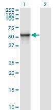 Anti-ITFG2 Mouse Monoclonal Antibody [clone: 1A8]