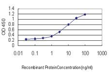 Anti-SSBP1 Mouse Monoclonal Antibody [clone: 4C1]