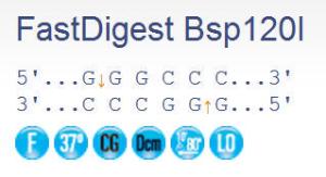 FERMFD0134 - ENZYME FD BSP120I 200µL 200RXN