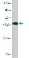 Anti-IGSF6 Mouse Monoclonal Antibody [clone: 2A12]