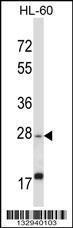 Anti-APOOL Rabbit Polyclonal Antibody (APC (Allophycocyanin))