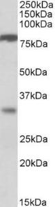 Antibody anti-CLCA1 A83710-100 100 µg