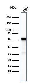 Western blot analysis of U87 cell lysate using Anti-beta III Tubulin Antibody [TUBB3/3732]